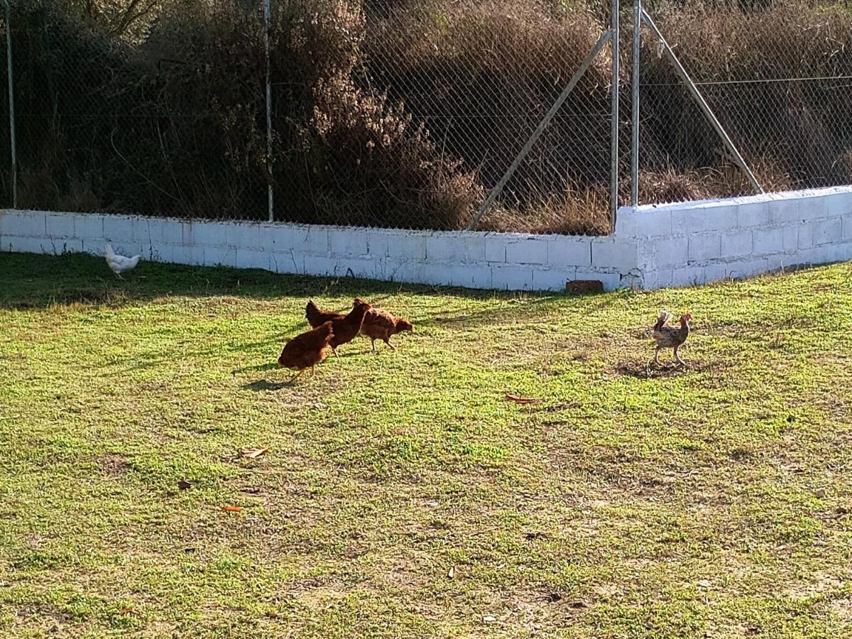 Casa De Campo Los Manueles Ideal Perros Pet Friendly Gojar المظهر الخارجي الصورة