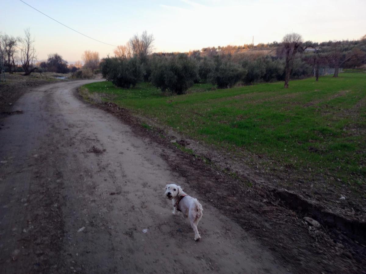 Casa De Campo Los Manueles Ideal Perros Pet Friendly Gojar المظهر الخارجي الصورة